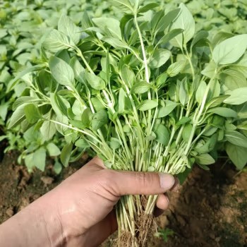 新鲜河南大叶荆芥叶菜调味凉拌菜茎芥鲜嫩现挖现发带根 新鲜现挖荆芥