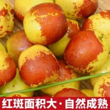 新鲜大枣冰糖脆甜水果送礼品物盒国庆节 净重2.7- 3斤 单果8-10g